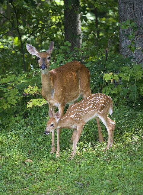 Is That Baby Deer Really Orphaned Effective Wildlife
