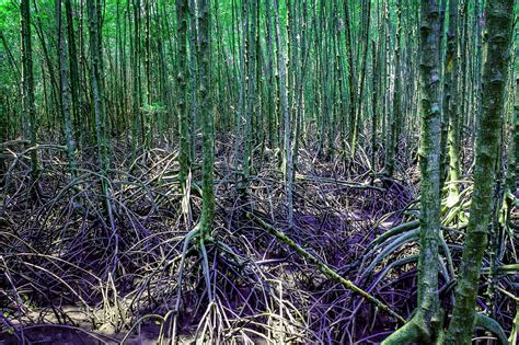 Mangrove Trees In Thailand Free Stock Photo Public Domain Pictures