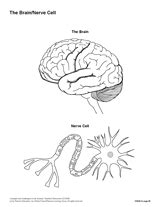 It comprises all the nerve cells which are associated with the cns. The Brain/Nerve Cells (Blank) Printable Printable (6th - 12th Grade) - TeacherVision.com | Cells ...