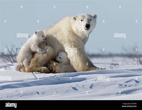 Polar Bear Babies Cuddling With Mom On The Tundra In Wapusk National