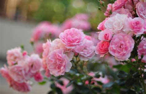 Download Pink Flower Rose Flower Nature Rose Bush Hd Wallpaper