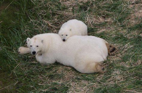 Polar Bears May Survive Ice Melt With Or Without Seals