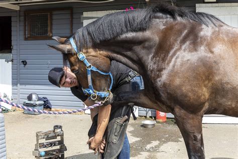 Farriers Files And Horseshoes A Quick Guide — Park Lane Stables Rda