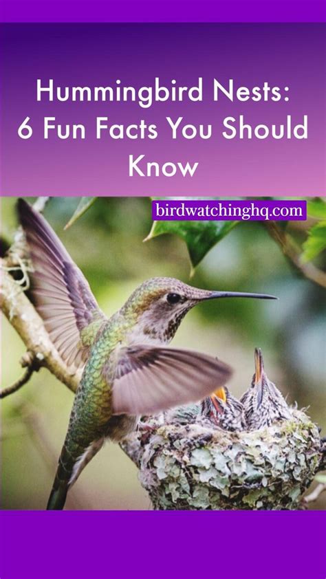 Hummingbird Nests 7 Fun Facts You Should Know 2023 Hummingbird