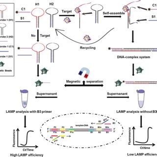 Application data is shown including single copy dna amplification and detection as well as product thermal denaturation analysis. Real-time fluorescence analysis of the dual-amplification ...