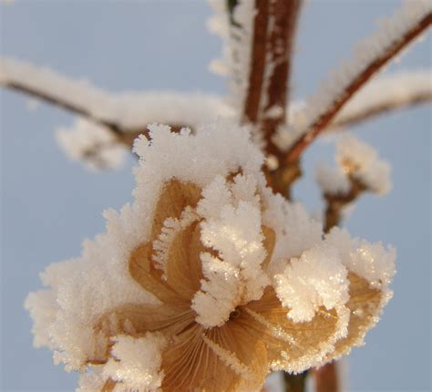 Zauberhafte Winterblumen Foto And Bild Archiv Projekte Naturchannel