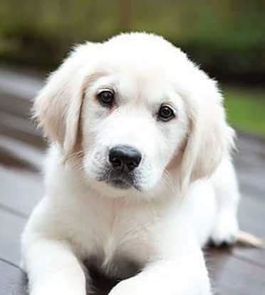About english golden retriever puppies. English Cream Golden Retriever Puppies For Sale • Adopt ...