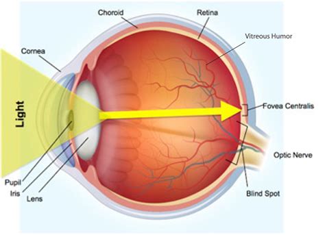 Structure Of The Eye Novavision Sight Science