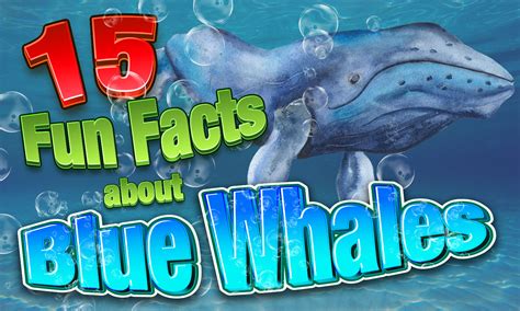 Blue Whale Pictures Facts
