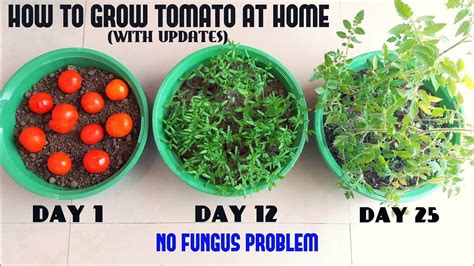 How To Grow Tomato At Home Easiest Method Ever With Updates Youtube