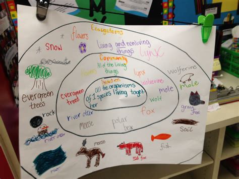 Ecosystems Chart Have Students Work On These In Groups Then Present