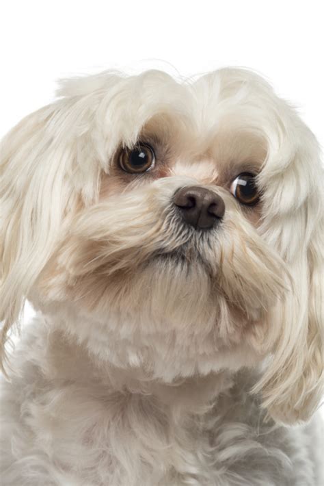 Close Up Of A Maltese 6 Years Old Maltese Dogs Dogs And Puppies