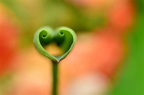 Hearts In Nature Photos
