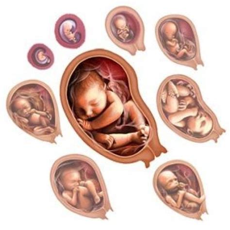 Different Stages Of Fetal Development Babystage Baby Stage In Womb