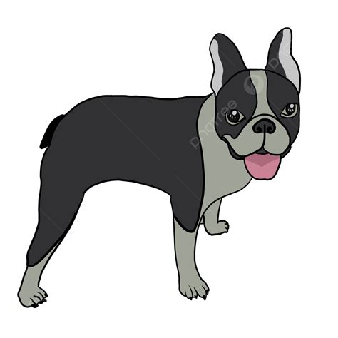 รูปภาพตัดปะ Happy Boston Terrier Png Boston Terrier Clipart น่ารัก