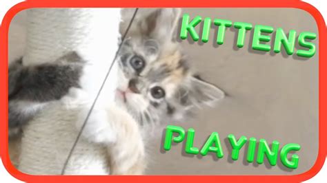 Relax Watch Kittens Playing Youtube