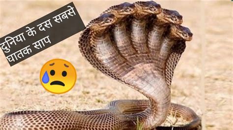 Top 10 Most Deadliest Snakes In The World 🌏2020 Youtube