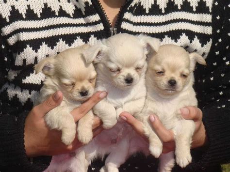 1,654 likes · 73 talking about this. Chihuahua Puppies for Sale: Price in India | Mr n Mrs Pet ...
