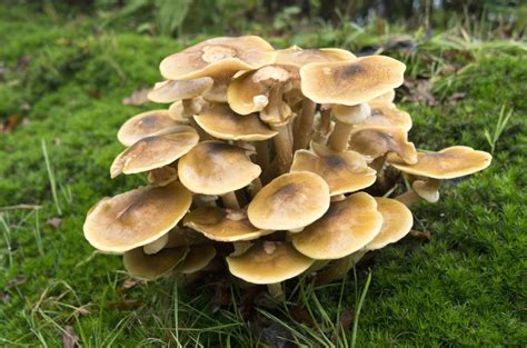 Honey Fungus What Is It And How Do We Treat It Longacre Tree Surgery