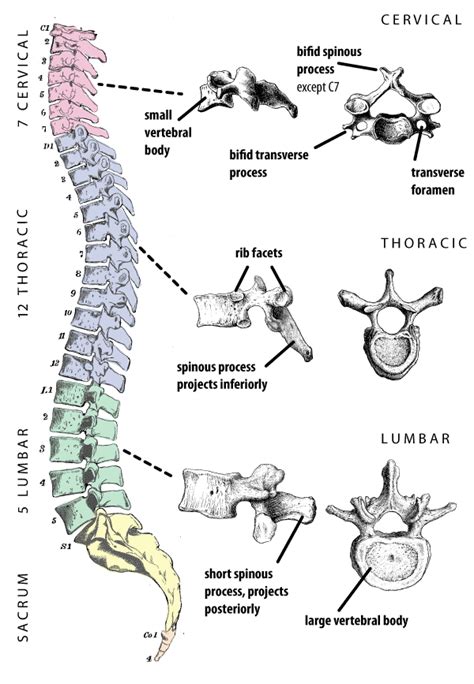 Human Vertebrae Anatomy