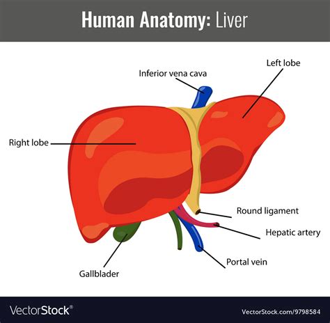 Liver Sections Diagram