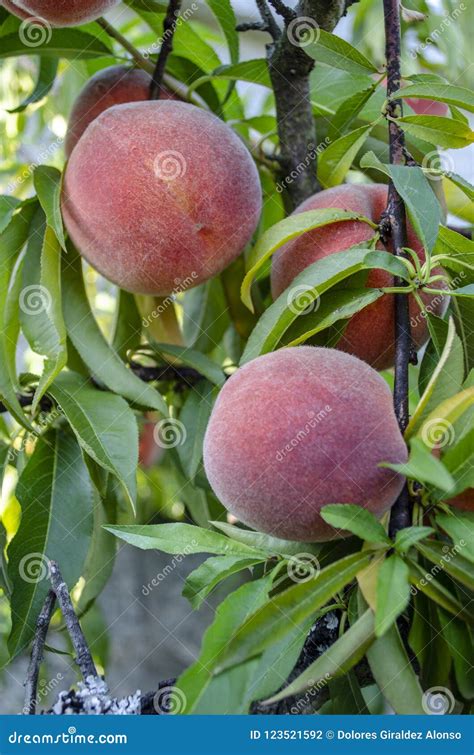 Ripe Peaches On The Branch Of A Tree Ready To Be Harvested Stock Photo