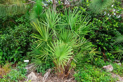 Green Saw Palmetto Just Fruits And Exotics