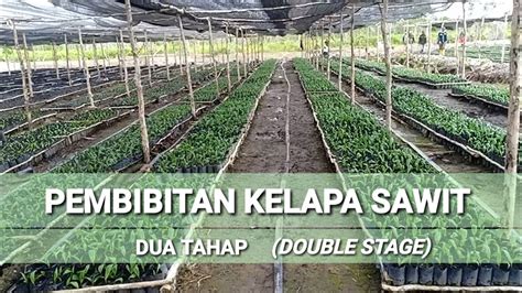 Pembibitan Kelapa Sawit Dua Tahap Youtube