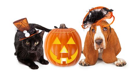 Keep Your Pet Safe On Halloween Tips And Tricks To Keep