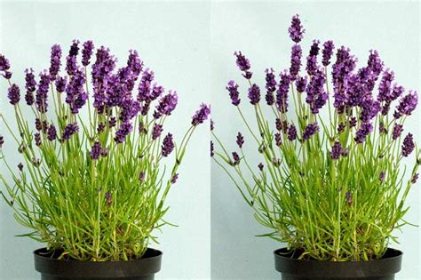 Hidcote Lavender Flowers
