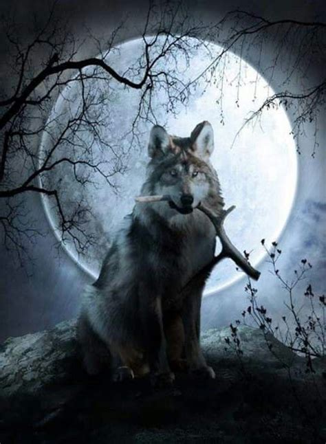 Pin By Kimberly Dittman Kelly On Wolves My Spirit Animal Wolf