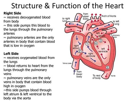 Parts Of The Heart And Functions