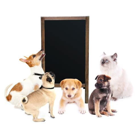 Groomers of all skill levels are sure to learn something new from one of these classes! Pet Services @ Bridget's Mobile Pet Care 4 Comfort ...