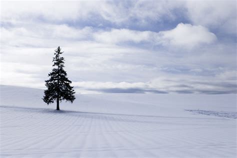 Yun Free Stock Photos No 3257 A Snowy Field Of A Christmas Tree