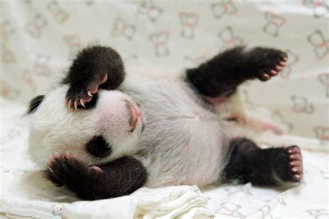 Baby Panda Wallpapers Wallpaper Cave