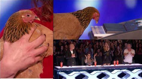 Watch Unbelievable This Chicken Played Piano At Americas Got Talent