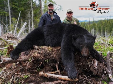 British Columbia Black Bear Hunting Guides Spot And Stalk Spring Bear