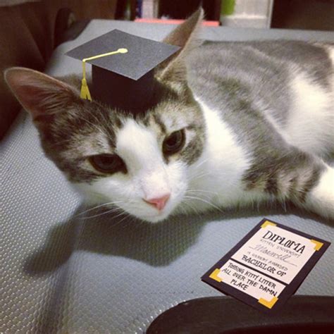 Meet Maxwell A Cat With Three Legs And Tiny Amazing Hats Catster