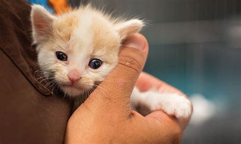 6 Tips For Introducing A New Kitten To Your Resident Cat 1st Pet
