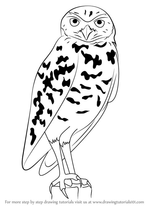 Erase the parts of the body outline that will be overlapped by the feet once you are done. Learn How to Draw a Burrowing Owl (Birds) Step by Step ...