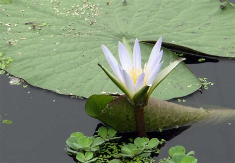 Wallpaper Id 1731406 Blue Lily Lotus Water Lily Water Lily