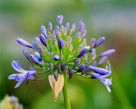 Blue And Green Flower · Free Stock Photo