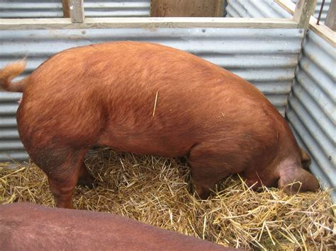 See more ideas about tamworth, pig, tamworth pig. File:Tamworth Pig, london.jpg - Wikimedia Commons