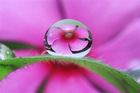 Water Droplets On Leaf Flower Reflection Stock Image Image Of World