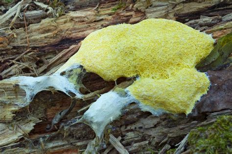 What Is Dog Vomit Slime Mold And How To Get Rid Of It Bob Vila