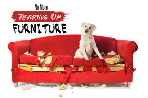 Invented by a 3-Year-Old, the World's First Autonomous Pet Training