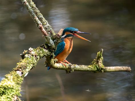 Britains River Wildlife Flickr
