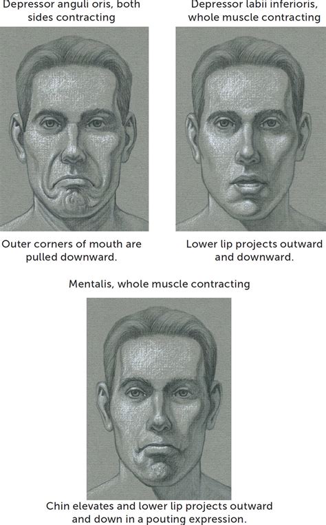 Facial Muscles And Expressions Classic Human Anatomy In Motion The