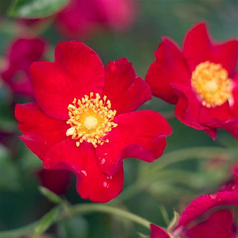 Groundcover Roses Are Low Growing Shrubs That Bloom Almost Constantly
