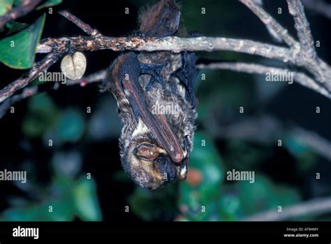 Hoary Bat Hawaii Hi Res Stock Photography And Images Alamy